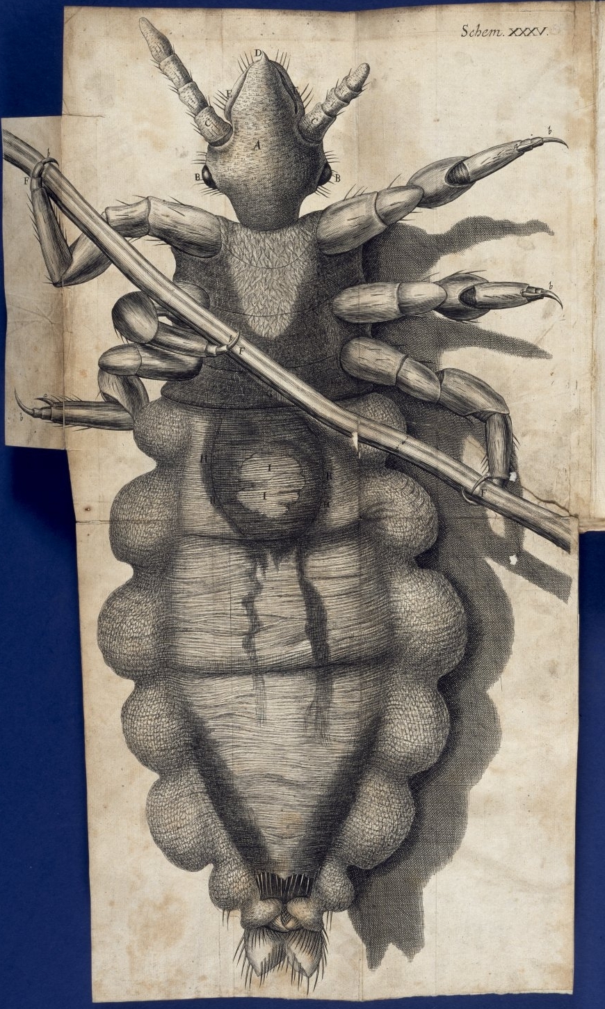 Rylands BlogRobert Hooke’s Micrographia Conserved
